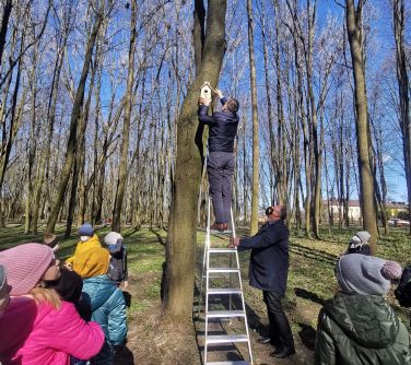 W parku miejskim na drabinie opartej o drzewo stoi burmistrz i zawiesza budkę lęgową dla ptaków. Drabinę podtrzymuje...