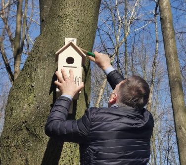Burmistrz przybija do drzewa drewnianą budkę lęgową dla ptaków.
