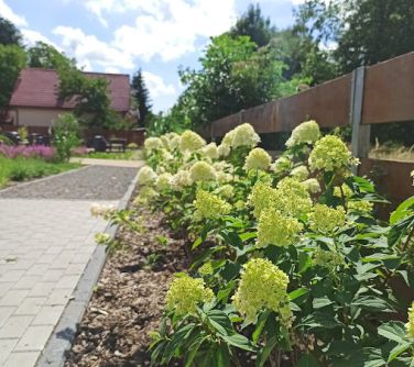Na zewnątrz, dzień. Krzewy z dużymi pąkami kwiatów posadzone pod płotem . Po lewej chodnik