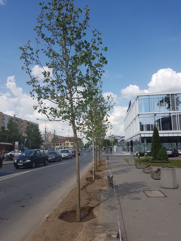 Informacja z realizacji kolejnych nasadzeń